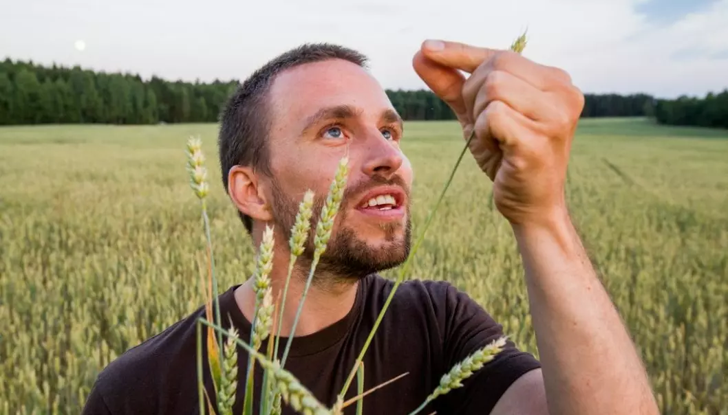 “In developing countries our research results can lead to the ability to develop wheat varieties that are specially adapted to different climates. The way forward is to actively exploit the genetic information in the breeding process,” says Simen Rød Sandve, one the researchers in the project. (Photo: Håkon Sparre, NMBU)