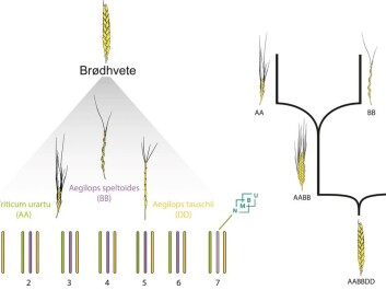 Left: Chromosomes from three closely related species of bread wheat (Brødhvete). Triticum Urartu, Aegilops speltoides, Aegilops tauschii are the closest related species to the bread wheat’s three sets of chromosomes. Right: The two natural hybridizations that are the origin of bread wheat. (Illustration: NMBU) Left: Chromosomes from three closely related species of bread wheat (Brødhvete). Triticum Urartu, Aegilops speltoides, Aegilops tauschii are the closest related species to the bread wheat’s three sets of chromosomes. Right: The two natural hybridizations that are the origin of bread wheat. (Illustration: NMBU)