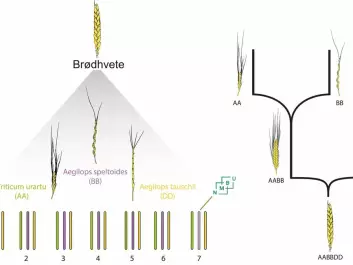 Left: Chromosomes from three closely related species of bread wheat (Brødhvete). Triticum Urartu, Aegilops speltoides, Aegilops tauschii are the closest related species to the bread wheat’s three sets of chromosomes. Right: The two natural hybridizations that are the origin of bread wheat. (Illustration: NMBU)
