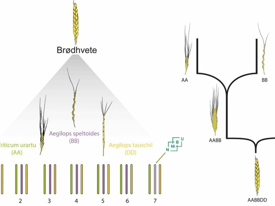 Left: Chromosomes from three closely related species of bread wheat (Brødhvete). Triticum Urartu, Aegilops speltoides, Aegilops tauschii are the closest related species to the bread wheat’s three sets of chromosomes. Right: The two natural hybridizations that are the origin of bread wheat. (Illustration: NMBU)