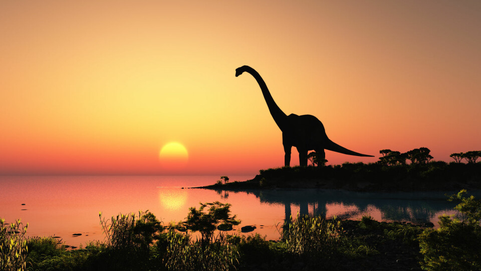 Er det flere eller færre arter nå, enn for eksempel da dinosaurene levde? (Foto: Shutterstock)