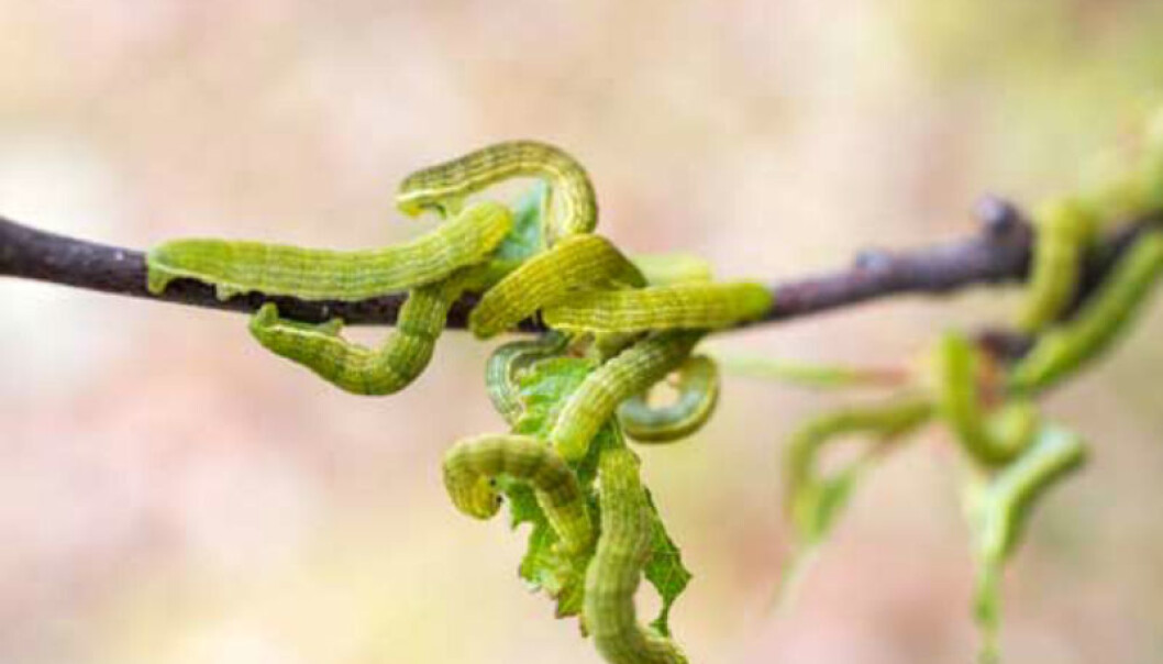The timing of the spring hatching is critical for moth larvae populations in the north. Pictured here are autumnal moth larvae, which survive the winter as eggs deposited in birch trees. Extreme larval outbreaks can occur when hatching coincides with bud burst. (Photo: Moritz Klinghardt) The timing of the spring hatching is critical for moth larvae populations in the north. Pictured here are autumnal moth larvae, which survive the winter as eggs deposited in birch trees. Extreme larval outbreaks can occur when hatching coincides with bud burst. (Photo: Moritz Klinghardt)