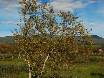 Mountain birch. (Photo: Ankara, Wikipedia)
