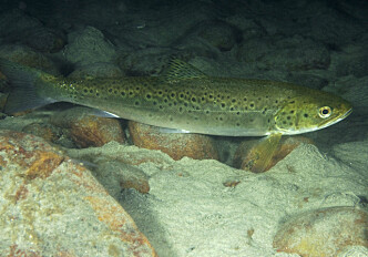 Monitoring the movements of sea trout