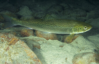 Monitoring the movements of sea trout