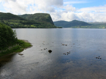 Rovatnet, located in Hemne municipality, is an ideal place for sea trout. (Photo: Nancy Bazilchu) Rovatnet, located in Hemne municipality, is an ideal place for sea trout. (Photo: Nancy Bazilchu)