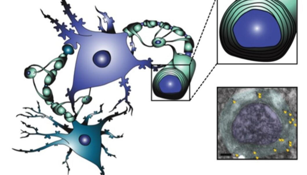 A bluegreen nerve cell contacting a blue nerve cell. In the upper right image, the insulation material is coloured green. The lower right image is taken from the electron microscope. The arrows point at dots representing NAA in the isolation material. (Illustration: Kaja Nordengen) A bluegreen nerve cell contacting a blue nerve cell. In the upper right image, the insulation material is coloured green. The lower right image is taken from the electron microscope. The arrows point at dots representing NAA in the isolation material. (Illustration: Kaja Nordengen)