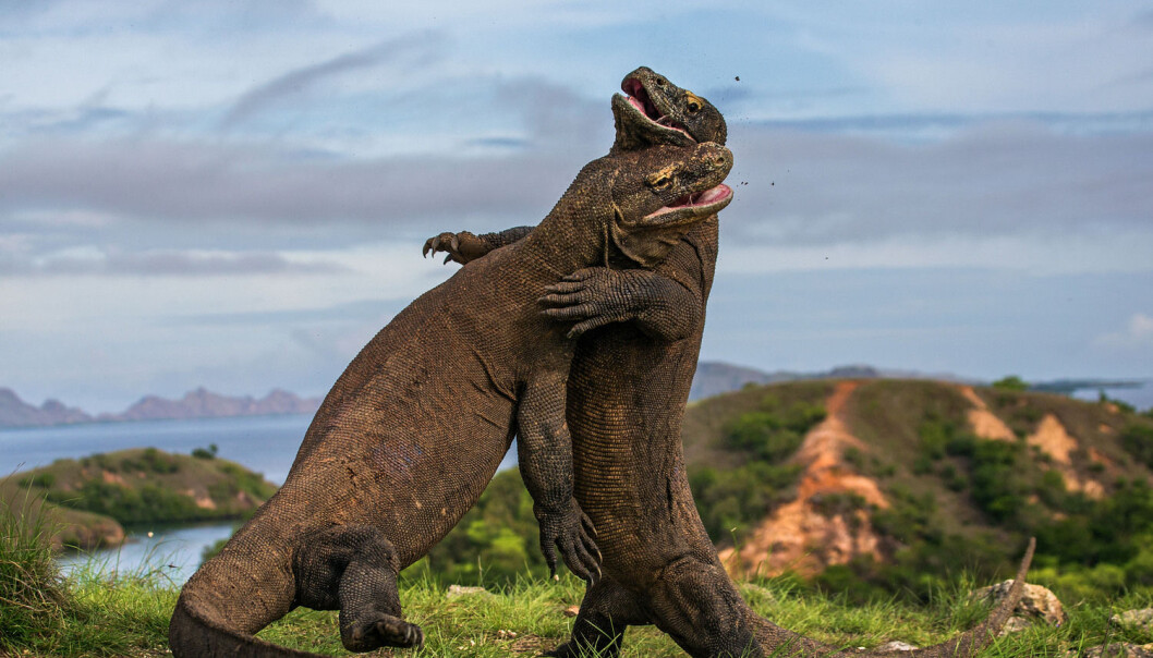 Komodovaraner i Indonesia. (Foto: Andrey Godkov/Wenn) Komodovaraner i Indonesia. (Foto: Andrey Godkov/Wenn)