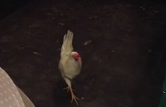 Scaring chickens to see who is most afraid