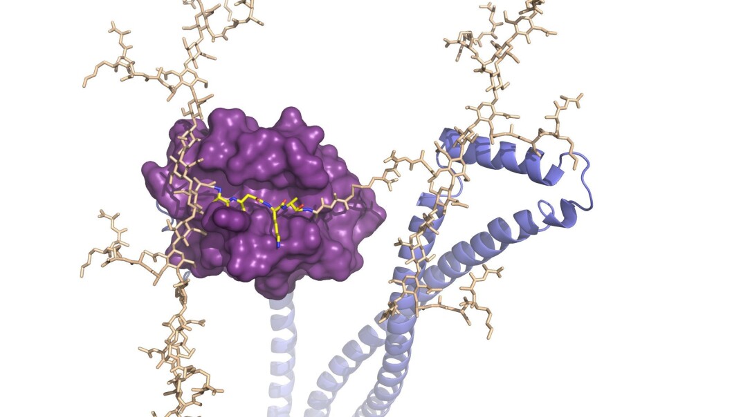 Cell division is an absolutely fundamental process in a bacterial cell. (Photo: NMBU) Cell division is an absolutely fundamental process in a bacterial cell. (Photo: NMBU)