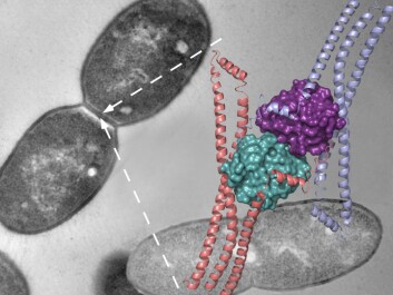 The enzyme discovery has led to a breakthrough in understanding how the cell wall is split. (Photo: NMBU) The enzyme discovery has led to a breakthrough in understanding how the cell wall is split. (Photo: NMBU)