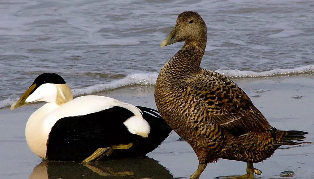 Common eider. Adult male left, female right. (Photo: Andreas Trepte, made available by Wikimedia Commons)