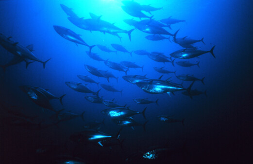 Premiere for intensive production of Atlantic bluefin tuna