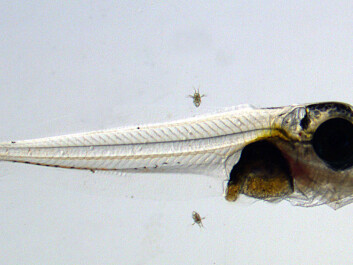 At nine days of age, this tuna fry is well over 7 mm long. We can see that the fish in the tank at SINTEF is surrounded by copepods; tiny cultivated crustaceans which this little fish has ingested and now fill its stomach (the orange part of its body). (Photo: SINTEF/Jan Ove Evjemo) At nine days of age, this tuna fry is well over 7 mm long. We can see that the fish in the tank at SINTEF is surrounded by copepods; tiny cultivated crustaceans which this little fish has ingested and now fill its stomach (the orange part of its body). (Photo: SINTEF/Jan Ove Evjemo)