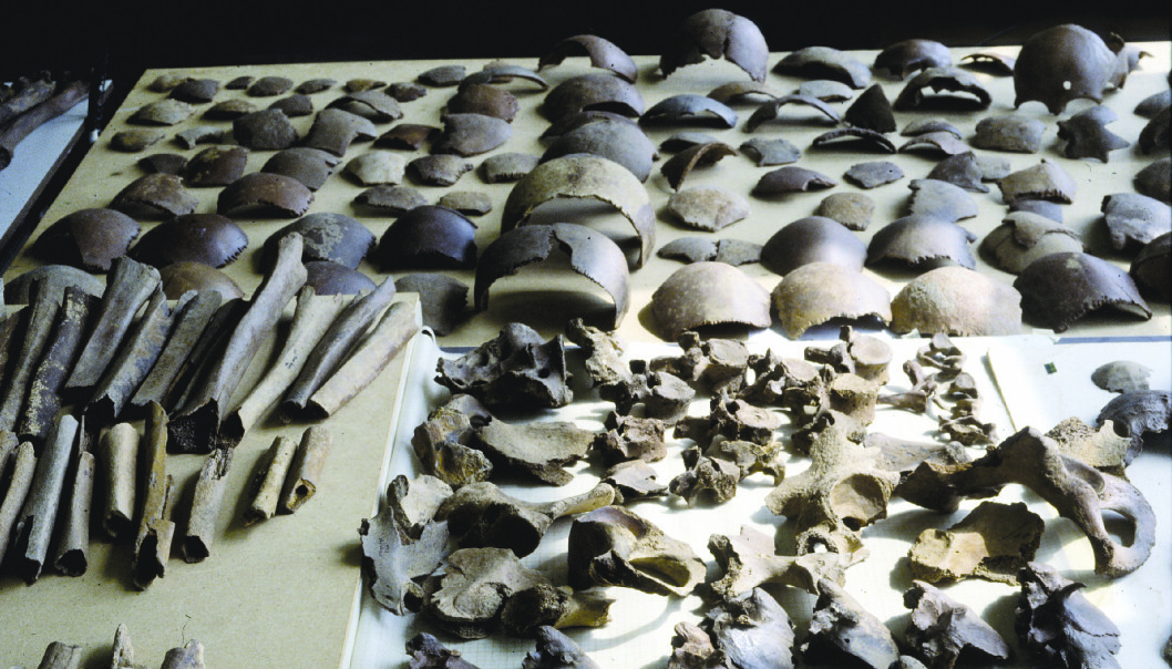 Disse knoklene ble funnet i Kessel, og disse stakkars germanerne kan ha vært ofre for en massakre beordret av Julius Cæsar selv. (Foto: Vrije Universiteit Amsterdam) Disse knoklene ble funnet i Kessel, og disse stakkars germanerne kan ha vært ofre for en massakre beordret av Julius Cæsar selv. (Foto: Vrije Universiteit Amsterdam)