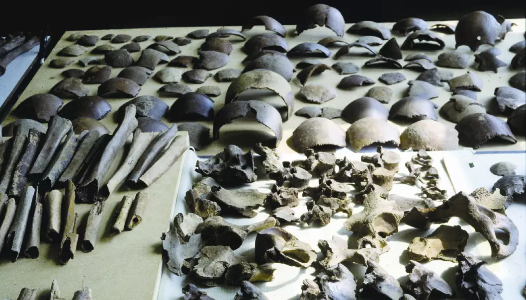 Disse knoklene ble funnet i Kessel, og disse stakkars germanerne kan ha vært ofre for en massakre beordret av Julius Cæsar selv. (Foto: Vrije Universiteit Amsterdam)