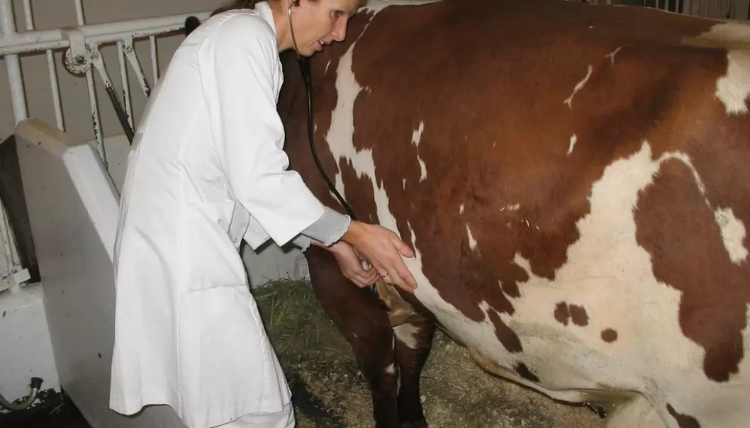 Thea Blystad Klem's study demonstrated that a total of 54 percent of cattle herds in Norway showed signs of BRSV infection during the last year. (Photo: Børge Baustad)