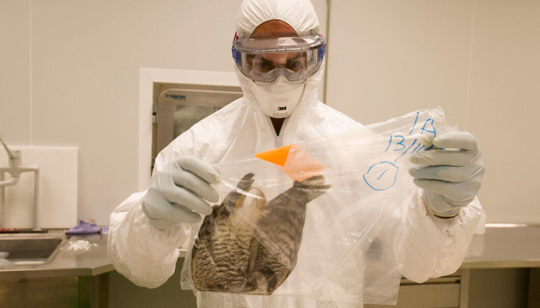 The Influenza Centre at UiB has collaborated on vaccines against pandemics, such as the avian and swine influenzas. Now they are applying for a Horizon 2020 grant, aimed at improved vaccines for the elderly. This image is from a laboratory where research on avian flu is performed. (Photo: Javivier Larrea/NTB scanpix) The Influenza Centre at UiB has collaborated on vaccines against pandemics, such as the avian and swine influenzas. Now they are applying for a Horizon 2020 grant, aimed at improved vaccines for the elderly. This image is from a laboratory where research on avian flu is performed. (Photo: Javivier Larrea/NTB scanpix)