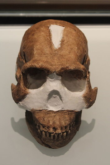 En rekonstruert hodeskalle fra den nyoppdagede arten Homo naledi. (Foto: Martinvl/Wikimedia commons.) En rekonstruert hodeskalle fra den nyoppdagede arten Homo naledi. (Foto: Martinvl/Wikimedia commons.)