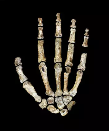 Homo naledis hånd er påfallende lik våre hender.   (Foto: Kivell, T.L et al.)