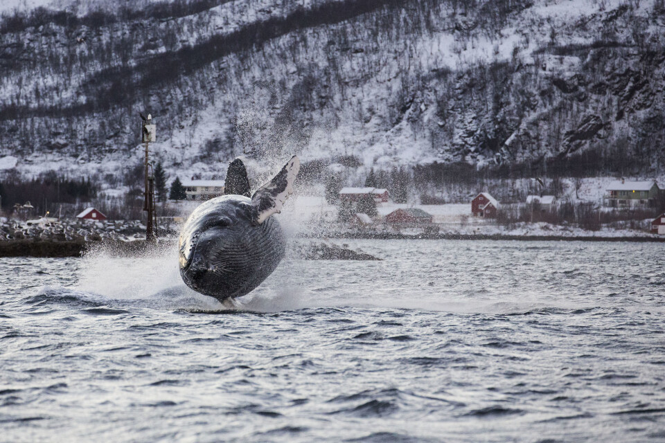 (Foto: Karl-Otto Jacobsen)