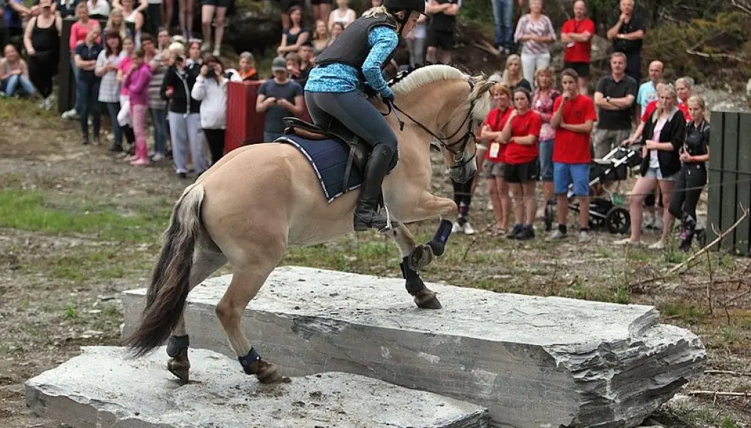 Den gamle styrkeprøven Skeid er igjen tatt i bruk på fjordhest-stevner. En historisk kappestrid hvor hestene får vist det de er gode på, i hodet og i terrenget. (Foto: Svein Ulvund) Den gamle styrkeprøven Skeid er igjen tatt i bruk på fjordhest-stevner. En historisk kappestrid hvor hestene får vist det de er gode på, i hodet og i terrenget. (Foto: Svein Ulvund)