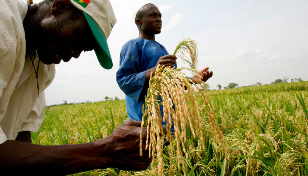 With up to 80 per cent of Burkina Faso's gross domestic product (GDP) from agriculture and animal husbandry, reduced production can result in major economic disruptions. In this picture, small-scale farmers in the country's Bagre region participate in a project to become more self-sufficient in rice, and to deal with higher food prices that are hurting the local economy. (Photo: Issouf Sanogo, AFP, NTB Scanpix) With up to 80 per cent of Burkina Faso's gross domestic product (GDP) from agriculture and animal husbandry, reduced production can result in major economic disruptions. In this picture, small-scale farmers in the country's Bagre region participate in a project to become more self-sufficient in rice, and to deal with higher food prices that are hurting the local economy. (Photo: Issouf Sanogo, AFP, NTB Scanpix)