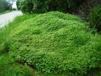 One bit of good news is that the seeds can’t survive for more than a year in the ground. But a single plant can produce thousands of small plants if it has the chance to mature. (Photo: Kamal Prasad Achary/NTNU) One bit of good news is that the seeds can’t survive for more than a year in the ground. But a single plant can produce thousands of small plants if it has the chance to mature. (Photo: Kamal Prasad Achary/NTNU)