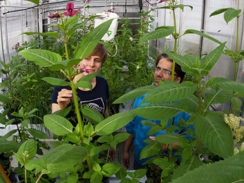 The plants are grown in NTNU’s greenhouse for experimental plants where Kamal Prasad Acharya (right) and biology student Rozália Kapás can ensure that the plants don’t escape. Policeman’s Helmet can grow quickly and can reach 3 metres in height. (Photo: Per Harald Olsen/NTNU) The plants are grown in NTNU’s greenhouse for experimental plants where Kamal Prasad Acharya (right) and biology student Rozália Kapás can ensure that the plants don’t escape. Policeman’s Helmet can grow quickly and can reach 3 metres in height. (Photo: Per Harald Olsen/NTNU)