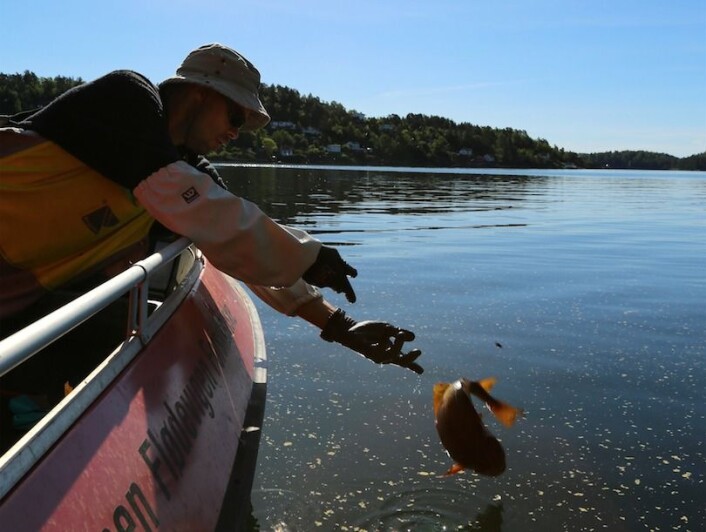 Forskningsfiske med ruser i Tvedestrandsfjorden. Even Moland setter en torsk tilbake i fjorden. (Foto: Espen Bierud, Havforskningsinstituttet) Forskningsfiske med ruser i Tvedestrandsfjorden. Even Moland setter en torsk tilbake i fjorden. (Foto: Espen Bierud, Havforskningsinstituttet)