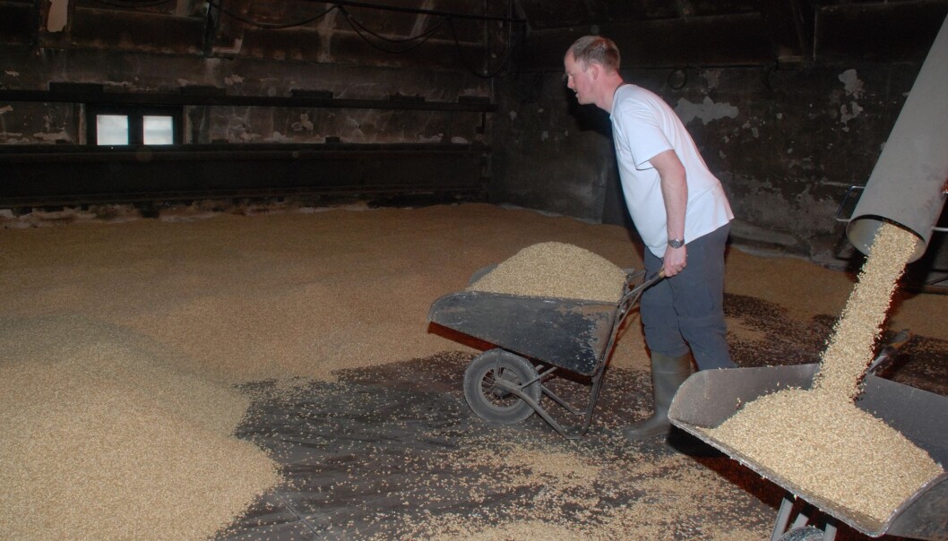 Lars Kåre Andreassen legger ut ferdig spiret bygg for malting under sitt opphold ved Highland Park. Bygget legges ut på et gulv med små spalter, slik at røyken og varmen fra ovnen under slipper gjennom opp til bygget. Det brukes mye torv i denne prosessen, noe man kjenner lett igjen i den ferdige malten. (Foto: Privat) Lars Kåre Andreassen legger ut ferdig spiret bygg for malting under sitt opphold ved Highland Park. Bygget legges ut på et gulv med små spalter, slik at røyken og varmen fra ovnen under slipper gjennom opp til bygget. Det brukes mye torv i denne prosessen, noe man kjenner lett igjen i den ferdige malten. (Foto: Privat)