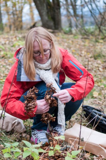 Mari Mette Tollefsrud samler inn askefrø og putter dem i papirposer. (Foto: Lars Sandved Dalen) Mari Mette Tollefsrud samler inn askefrø og putter dem i papirposer. (Foto: Lars Sandved Dalen)