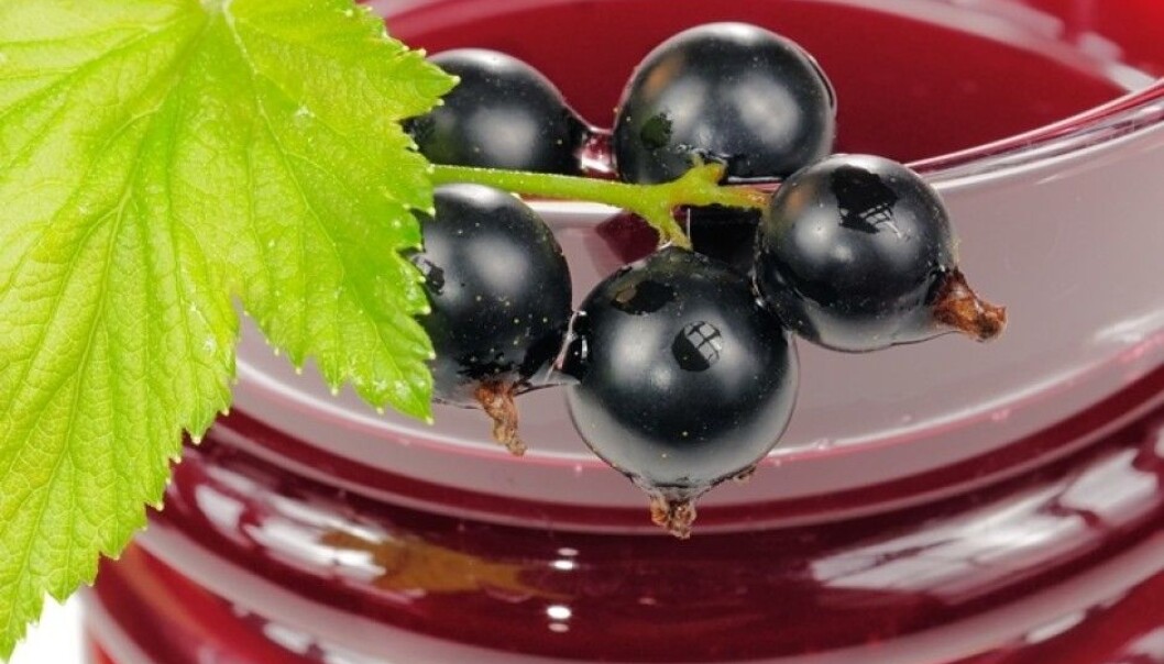Only one half of the polyphenols, also known as antioxidants, that were originally present in blackcurrants and bilberries end up in the juice. (Photo: Colourbox) Only one half of the polyphenols, also known as antioxidants, that were originally present in blackcurrants and bilberries end up in the juice. (Photo: Colourbox)