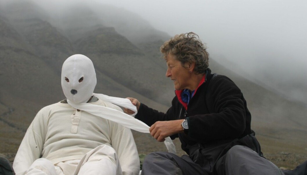 One of the scientists behind the study being dressed up as a polar bear. (Photo: M. Kardel) One of the scientists behind the study being dressed up as a polar bear. (Photo: M. Kardel)