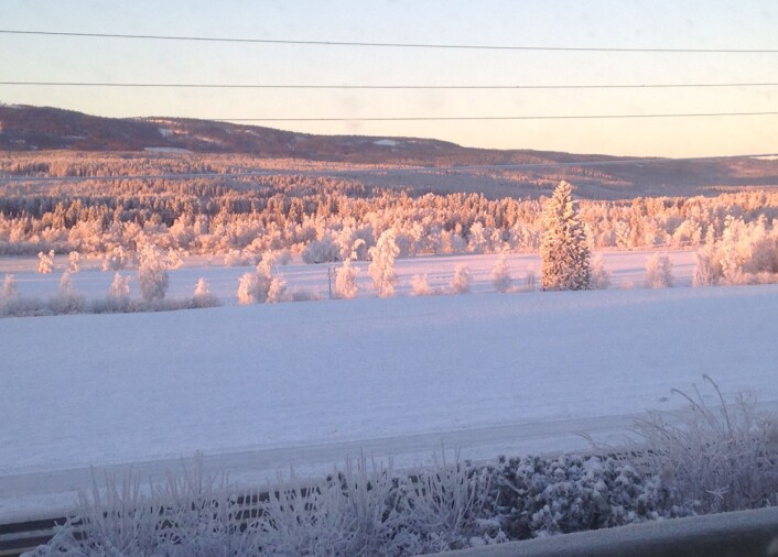 Snø, gran og lys. Er dette den ultimate jule-naturtypen, den med størst sannsynlighet for å gi julestemning? Foto: HAU Snø, gran og lys. Er dette den ultimate jule-naturtypen, den med størst sannsynlighet for å gi julestemning? Foto: HAU
