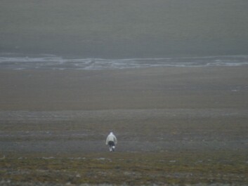 Eigil Reimers sneaking up on the reindeer disguised as a polar bear. (Photo: M. Kardel Eigil Reimers sneaking up on the reindeer disguised as a polar bear. (Photo: M. Kardel