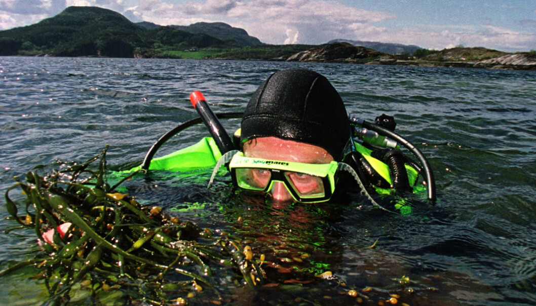 Kelp can be turned into a kind of Kelp can be turned into a kind of