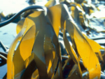Kelp grows abundantly along the Norwegian coast, and can also be “farmed”. (Photo: Mentz Indergaard, NTNU Communication Division) Kelp grows abundantly along the Norwegian coast, and can also be “farmed”. (Photo: Mentz Indergaard, NTNU Communication Division)