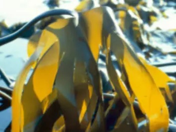 Kelp grows abundantly along the Norwegian coast, and can also be “farmed”. (Photo: Mentz Indergaard, NTNU Communication Division)