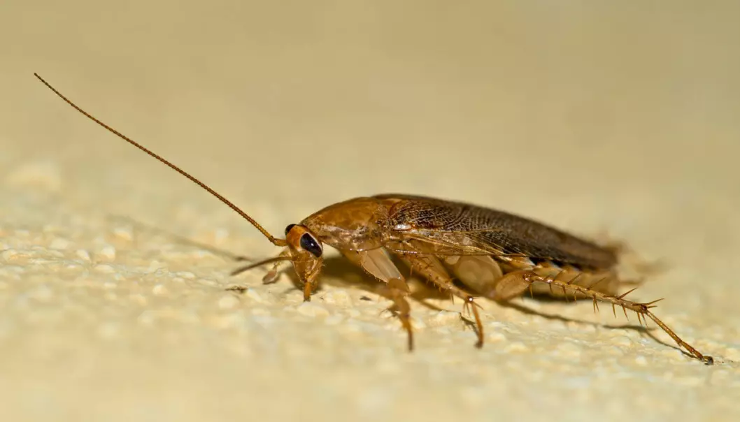 Kakerlakker kommuniserer gjennom bæsjebakterier