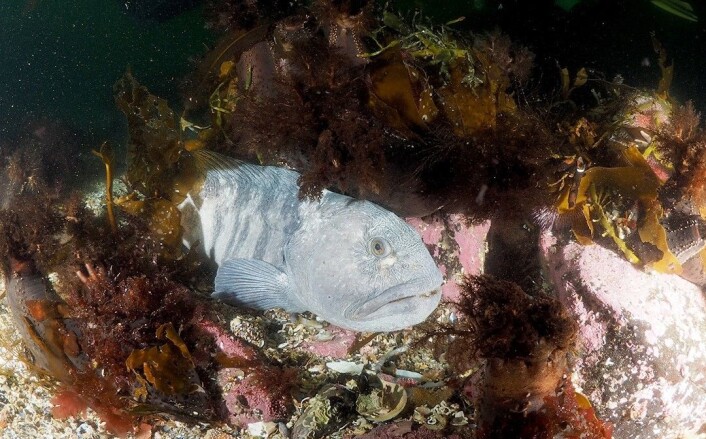 Botnen på Saltstraumen byr på mykje spennande natur. (Foto: NGU) Botnen på Saltstraumen byr på mykje spennande natur. (Foto: NGU)