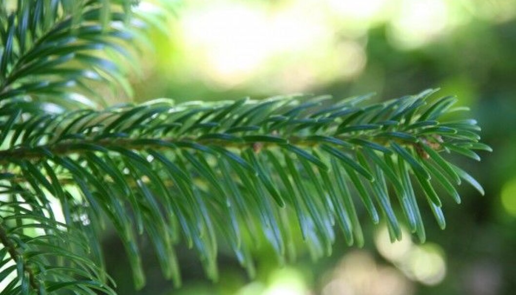 Nordmannsedelgran holder opptil 10 uker i stuetemperatur før det begynner å drysse. (Foto: Berit Skoglund Skåtøy, Skog og landskap) Nordmannsedelgran holder opptil 10 uker i stuetemperatur før det begynner å drysse. (Foto: Berit Skoglund Skåtøy, Skog og landskap)
