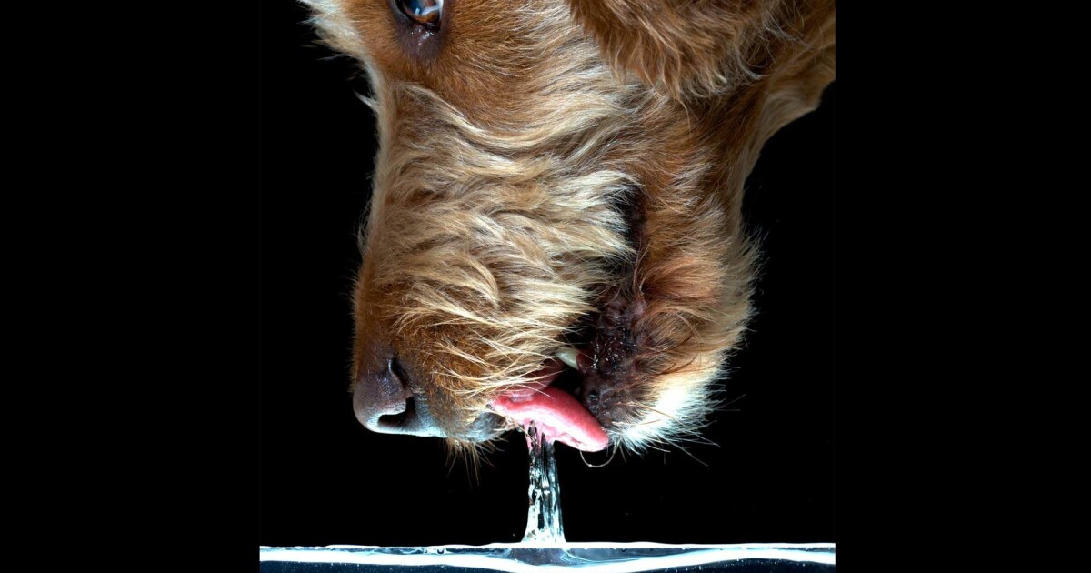 Hund Drikker Mye Vann