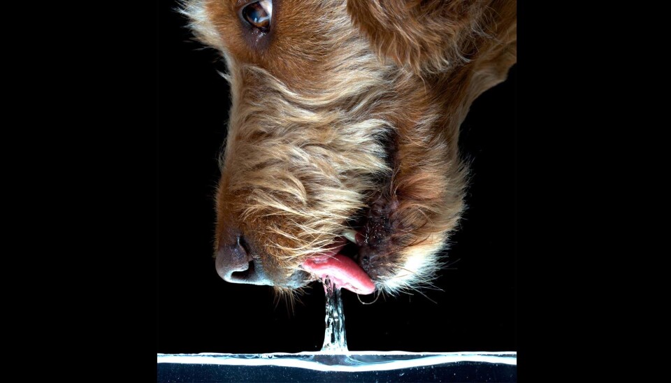 Hunden drikker kanskje ikke helt som du tror? (Foto: Jung, Socha, and Gart)