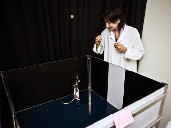 May-Britt Moser in 2007, as she looks at one of the laboratory rats that has helped her and her husband Edvard and their colleagues understand how the brain creates a sense of location. (Photo: Kavli Institute for Systems,Neuroscience/Centre for Neural Computation Kavli Institute, NTNU) May-Britt Moser in 2007, as she looks at one of the laboratory rats that has helped her and her husband Edvard and their colleagues understand how the brain creates a sense of location. (Photo: Kavli Institute for Systems,Neuroscience/Centre for Neural Computation Kavli Institute, NTNU)