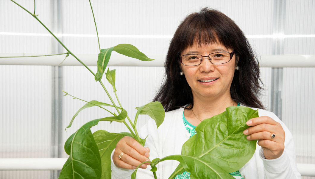 Senior researcher Jihong Liu Clarke began working on producing a vaccine against dengue fever four years ago. (Photo: Siri Elise Dybdal) Senior researcher Jihong Liu Clarke began working on producing a vaccine against dengue fever four years ago. (Photo: Siri Elise Dybdal)