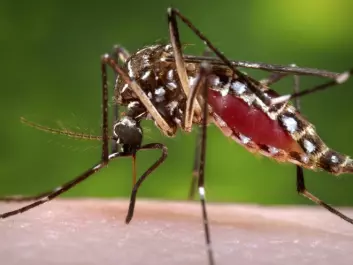 A female Aedes aegypti mosquito. The mosquito is known to carry dengue fever. (Photo: James Gathany/CDC/Handout via Reuters) 