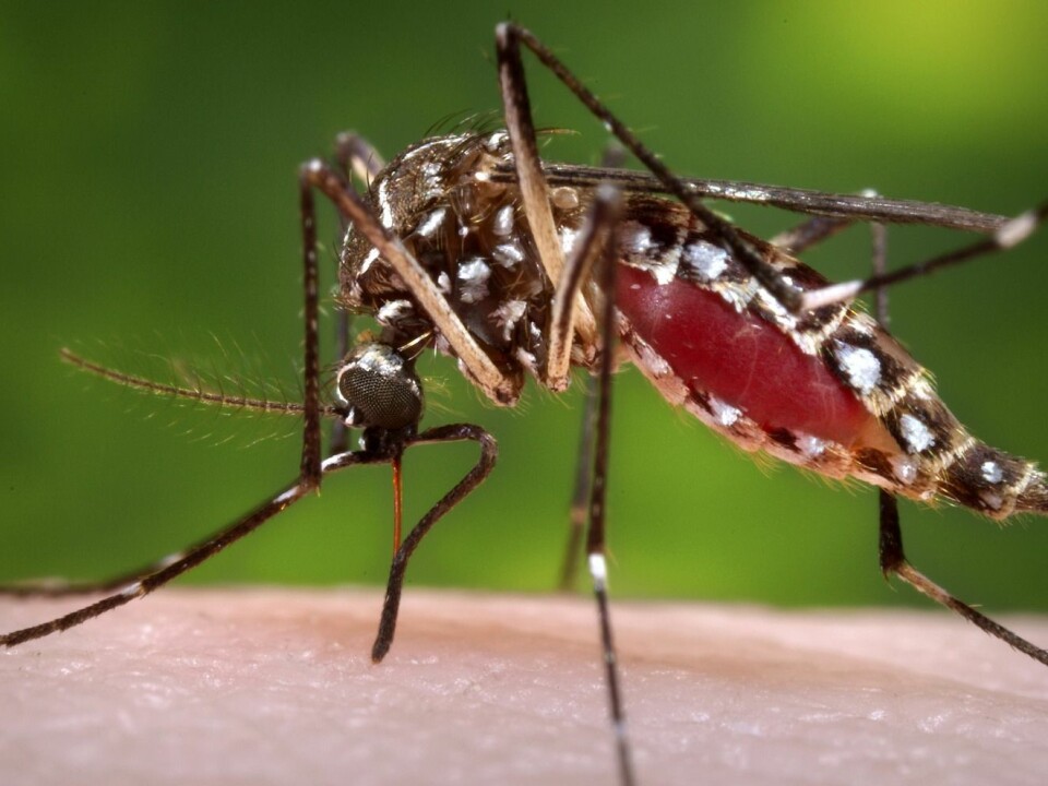 A female Aedes aegypti mosquito. The mosquito is known to carry dengue fever. (Photo: James Gathany/CDC/Handout via Reuters)