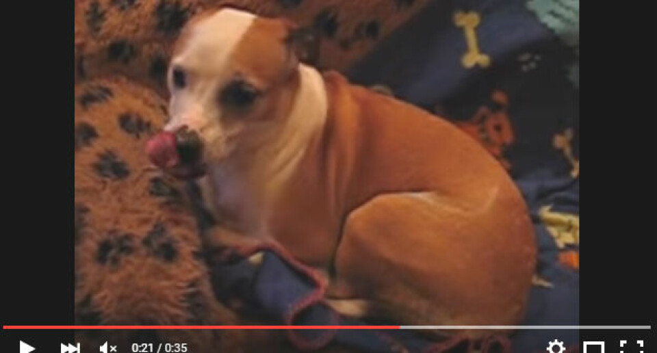 Legg merke til hvordan hunden har krøllet sammen kroppen, samt tunga over snuta. (Foto: Skjermdump fra youtube.com/watch?v=yYR3aG23nEg)