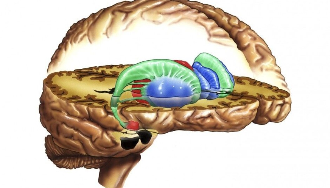 The researchers looked at the striatum, the “reward centre” of the brain. By measuring our reaction to questions related to fairness, equality, work and money, this part of the brain may hold some answers to the issue of how we perceive distribution of income. (Photo: Science Photo Library) The researchers looked at the striatum, the “reward centre” of the brain. By measuring our reaction to questions related to fairness, equality, work and money, this part of the brain may hold some answers to the issue of how we perceive distribution of income. (Photo: Science Photo Library)